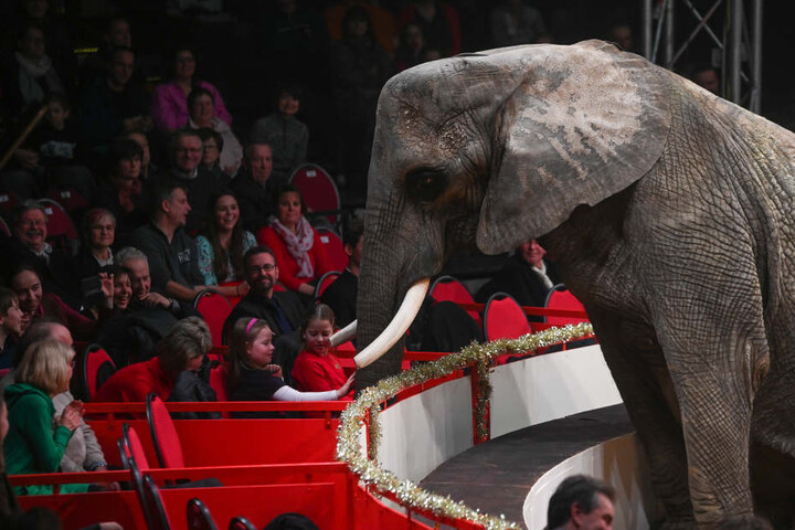 Der Elefant gehört zu den mehr als 50 Tieren, die beim 23. Dresdner Weihnachts-Circus in der Manege zu sehen waren.