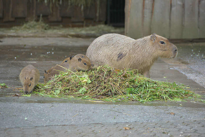 Uns macht der Regen nix: Die Capybara-Wasserschweine in der Südamerika-Anlage mögen ihr Futter auch nass.