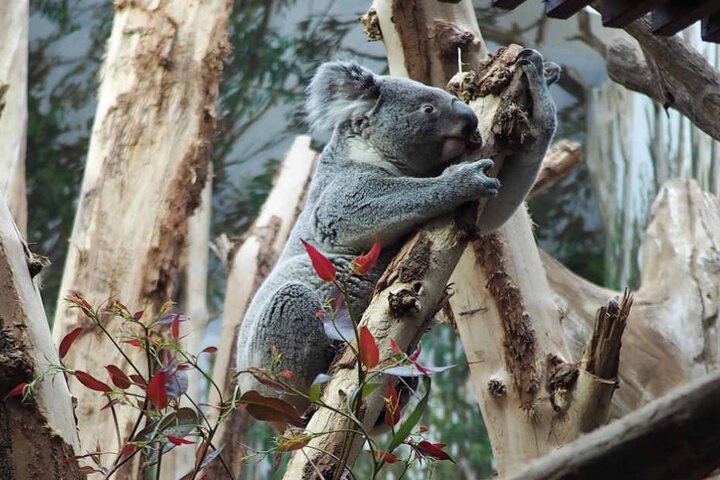 Versorgt werden die Koalas mit Eukalyptus aus Schkeuditz. Dort wurde eigens für die Tiere des Leipziger Zoos eine Plantage angelegt.