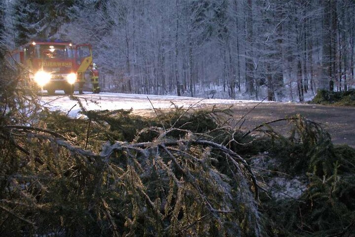 Bäume mussten von der Straße geräumt werden.