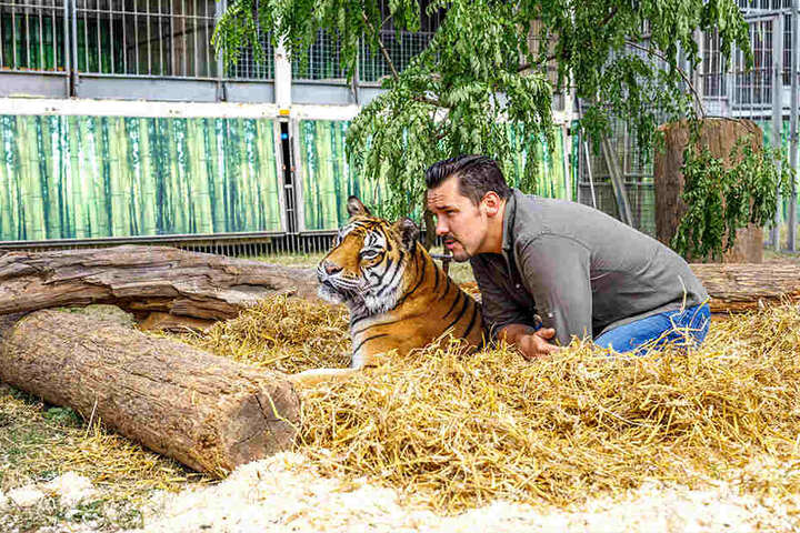 Insgesamt bringt Tiertrainer Tom Dieck (35) acht Raubkatzen mit, darunter auch diesen Bengaltiger.