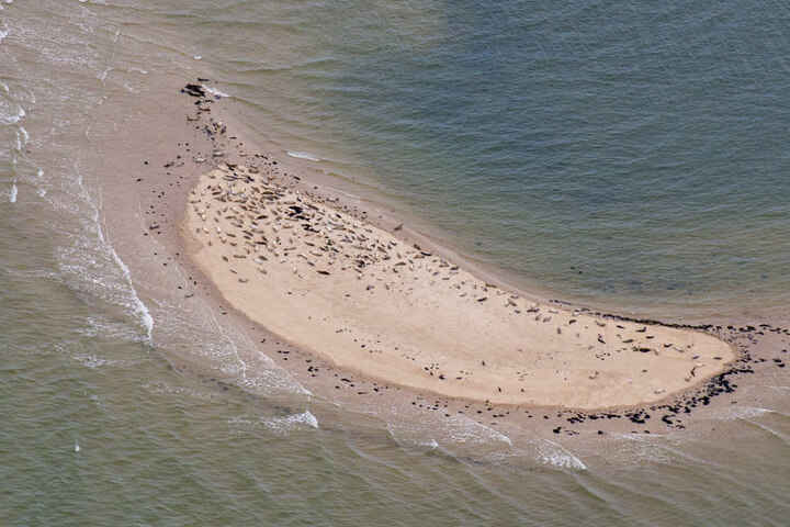 Die Tertius-Sandbank rettete die Männer vor dem Etrinken (Symbolfoto).