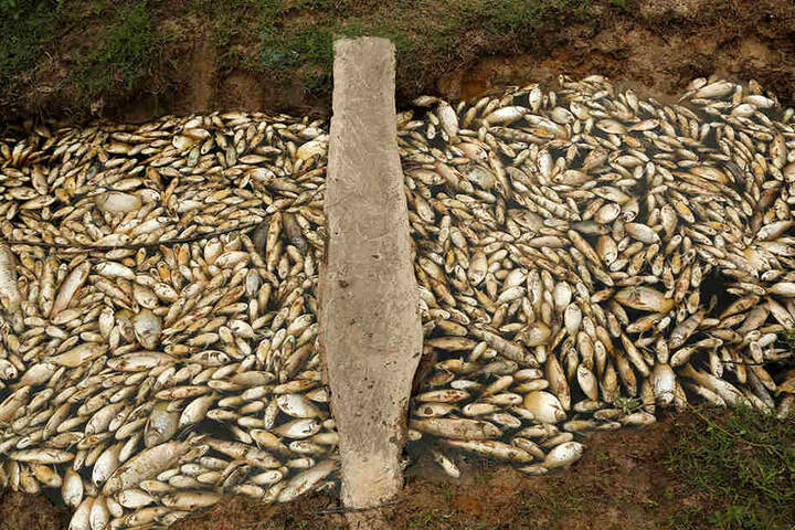 Gift oder niedriger Wasserstoffpegel. Warum starben die Fische?