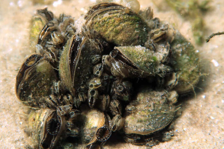 Quagga Muscheln liegen auf dem Grund eines Sees. (Symbolbild)