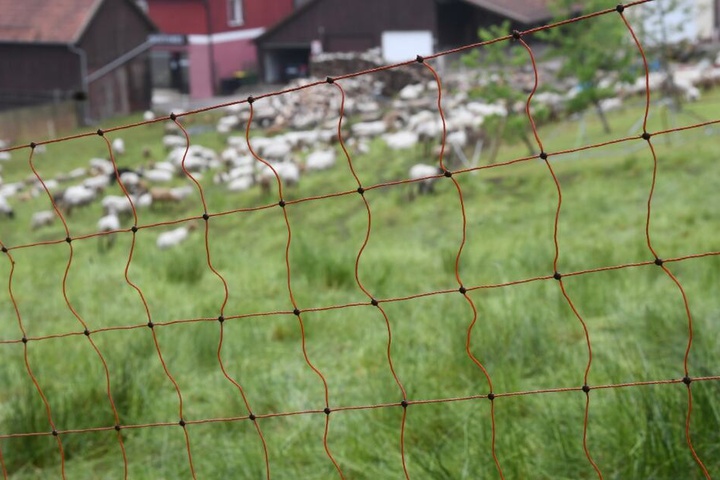 Der Wolf hat bereits zahlreiche Schafe gerissen. (Symbolbild)