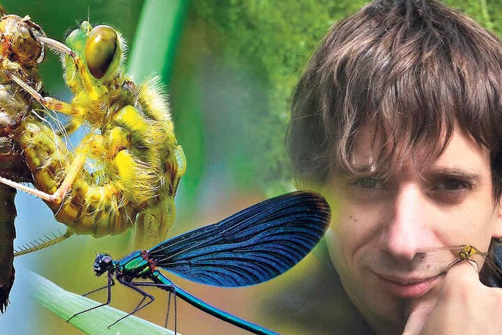 Naturfotograf
René
Schleichardt
(40, re.) Fotografen-Glück: Diese
Vierflecklibelle (li.) entschlüpft
gerade ihrer Larve. Zurück
bleibt nur die leere Hülle.