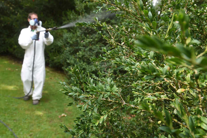 Bekämpfung: Ein Mitarbeiter der Staatlichen Schlösser und Gärten Baden-Württemberg behandelt eine Buchsbaumhecke im Schlossgarten Schwetzingen mit dem Mittel "Dipel ES" gegen den Schädling Buchsbaumzünsler.