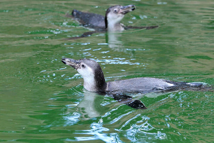 Zwei der zwölf Pinguine sind gestorben, weil sie von Parasiten befallen waren.
