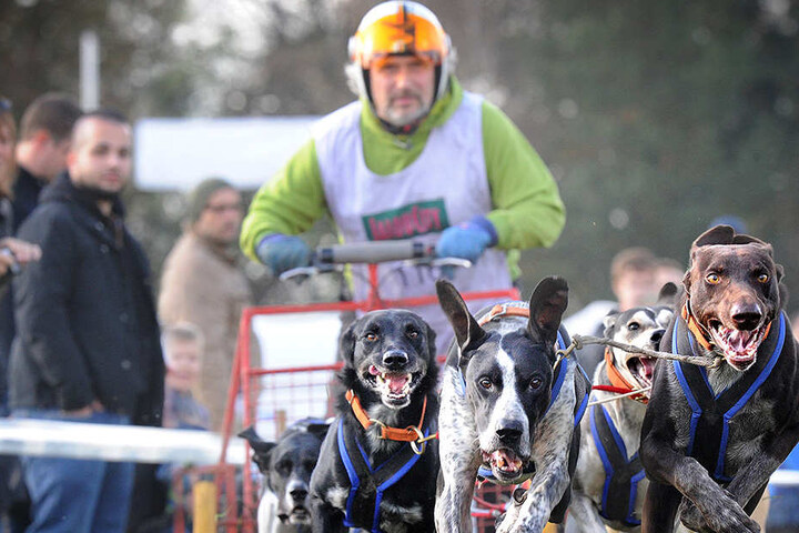 Beim Schlittenhunderennen in der Senne könnt Ihr richtig schnelle Hunde sehen. (Symbolbild)