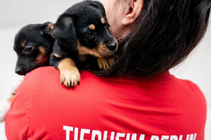 Zwei Hundewelpen werden von einer Mitarbeiterin im Arm gehalten.