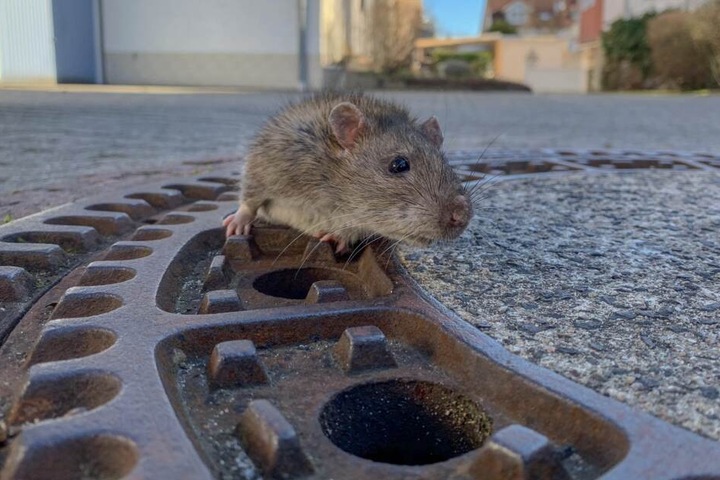 Ende gut, alles gut: Die Wanderratte konnte aus ihrer misslichen Lage befreit werden.