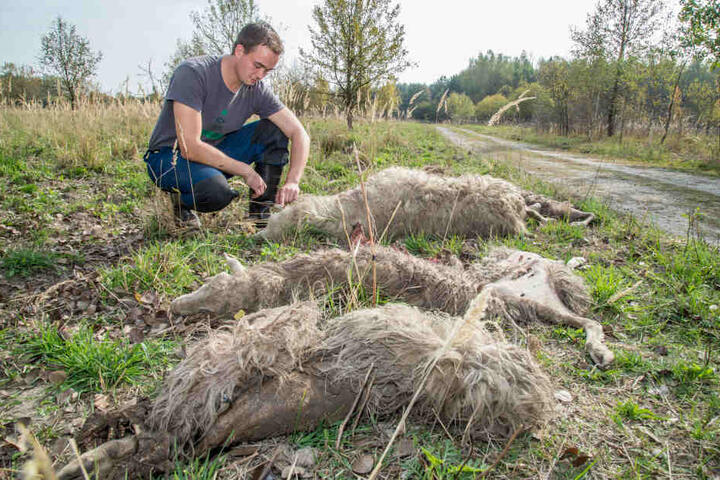 Schäfer Felix Wagner begutachtet die getöteten Tiere in Förstgen.