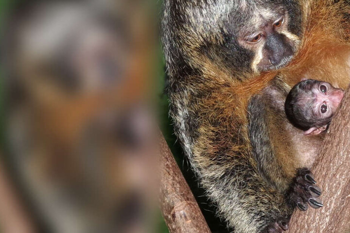 Das Affenbaby aus dem Nürnberger Zoo hat noch keinen Namen.