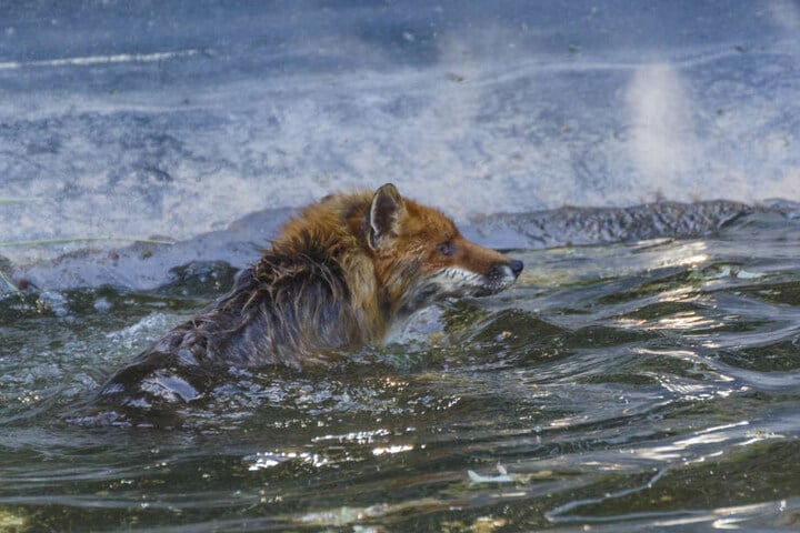 Der Fuchs konnte sich nicht alleine ans Ufer retten.