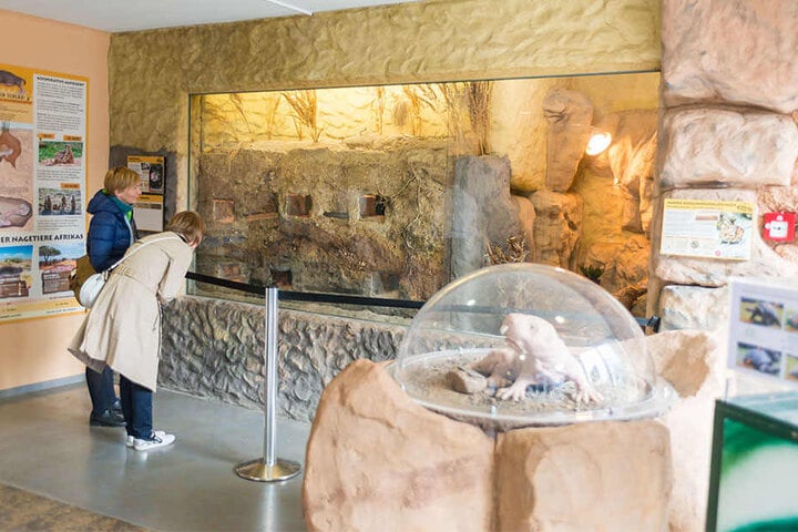 Wohnlandschaft hinter Glas: Das Nacktmull-Revier im Eingangsbereich des Zoos.