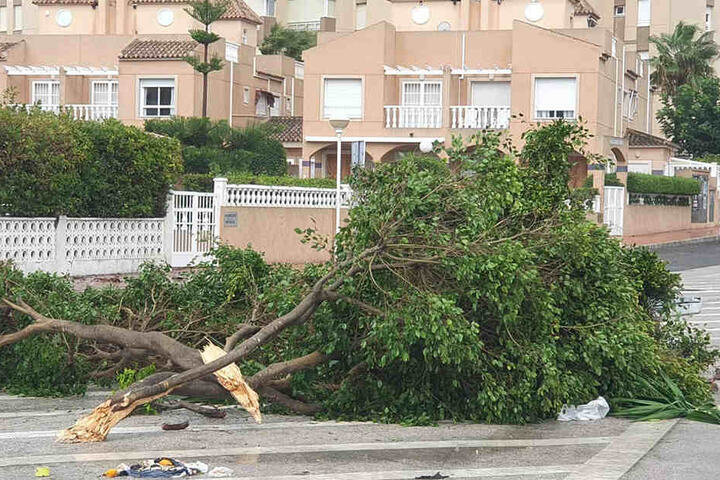 Die Äste eines Baumes liegen nach einem Sturm mit starken Winden in Guardamar del Segura auf der Straße.