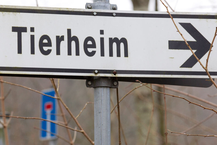 Sollten Familien unbedingt ihr Haustier abgeben wollen, können sie es in einem Tierheim tun.