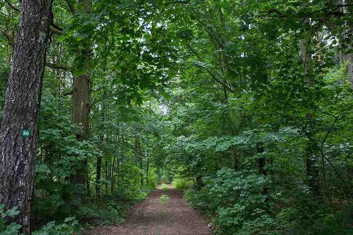 Ein toter Forstarbeiter wurde am Donnerstag im Waldstück gefunden (Symbolbild).