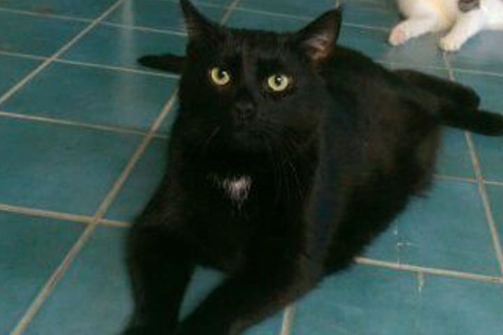 Kater Lucky hatte mit seinen alten Besitzern nicht so viel Glück. Jetzt sucht er ein neues Zuhause in Gesellschaft mit einer anderen Katze oder allein.