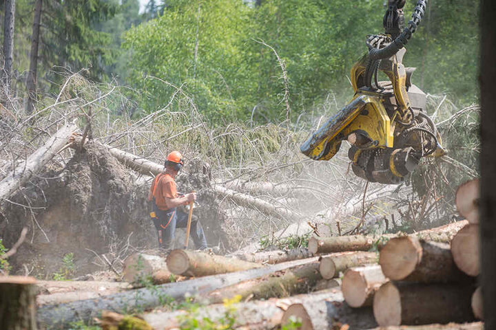 Abräumen von Sturmbruch. 75 Prozent sind geschafft. Doch nun kommen die Sägewerke nicht mehr hinterher, zudem sinkt der Holzpreis.