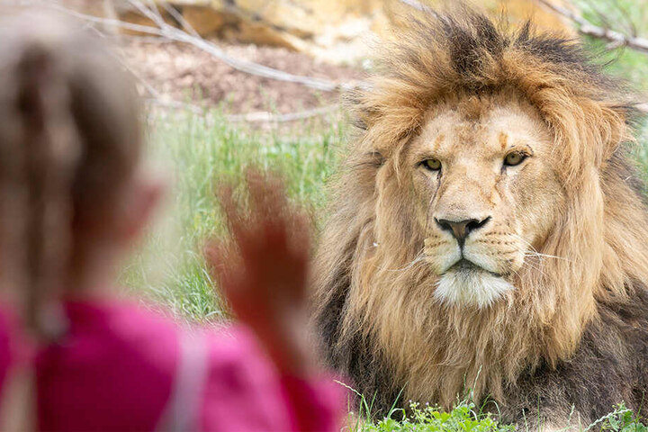 Besuchermagnet, Wüstenkönig und Vater: Löwe Aslam
