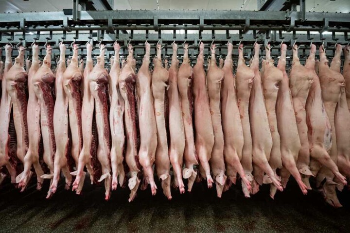 Halbe Schweine hängen in einem Schlachthof an Haken.