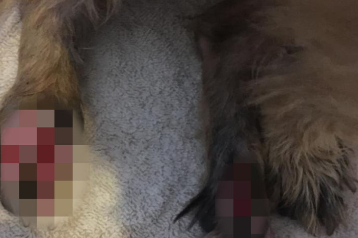 Seine ehemaligen Besitzer in Kroatien konnte sich die Erstversorgung für Benny nicht leisten. Durch das ständige Kriechen rieb er sich seine Pfötchen teilweise bis auf die Knochen auf.