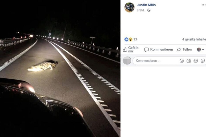 Vor Mills saß ein lebendiges Krokodil.
