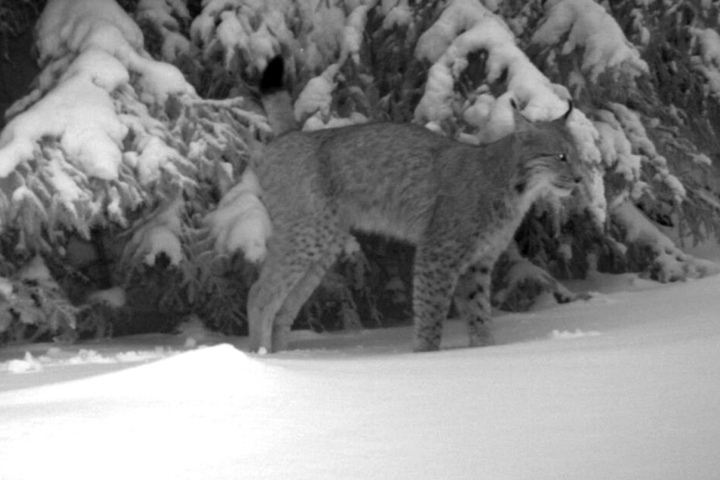 Immer wieder tappen die Wildtiere in die Kameras.