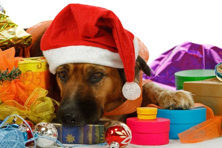 Ein Tier ist ein Lebewesen und kein Spielzeug, so der Minister. Daher sollte man den Kauf zu Weihnachten bedenken. (Symbolbild)