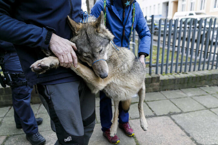 Der Wolf verletzte sich beim Sprung.