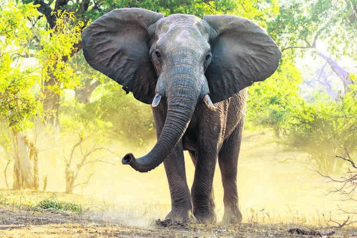 Die Dickhäuter gehören zu den bedrohten Tierarten.