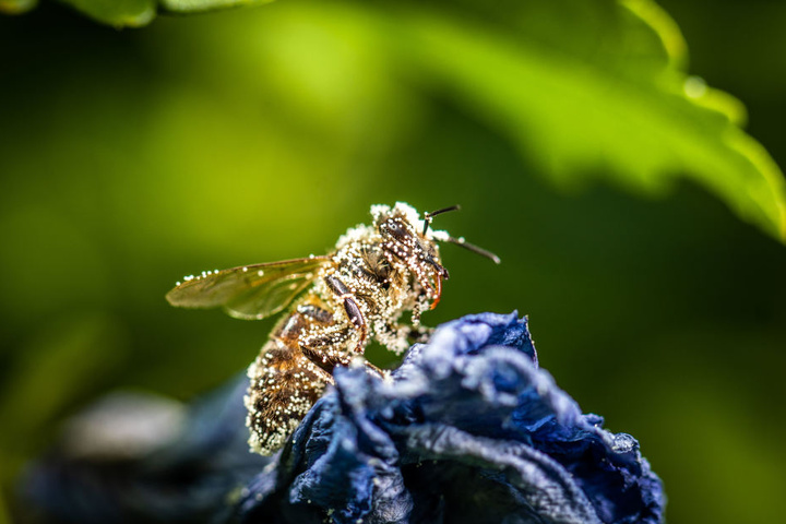 Eine mit Pollen besetzte Biene.