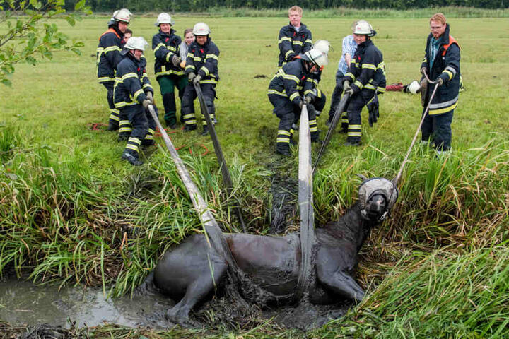 Feuerwehrleute ziehen im Stadtteil Neuengamme die Stute "Easy" aus dem schlammigen Graben.