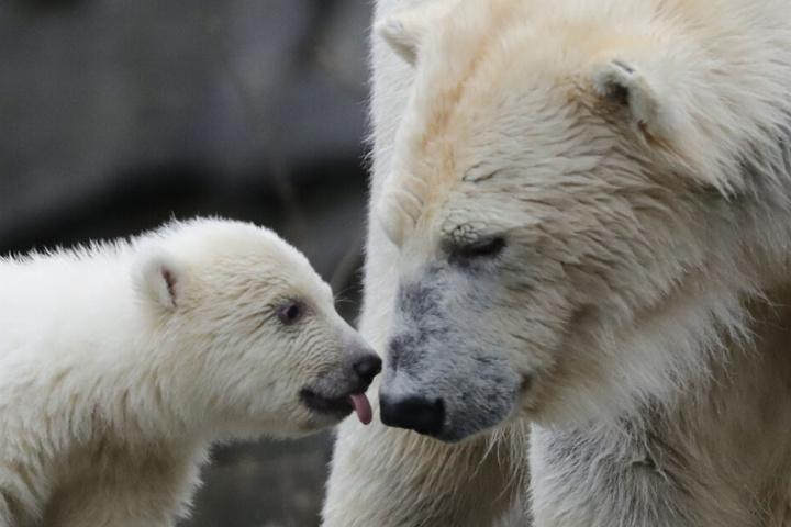 Die kleine, noch namenlose Eisbärin macht ihre erste Erkundungstour im Tierpark mit ihrer Mutter Tonja.