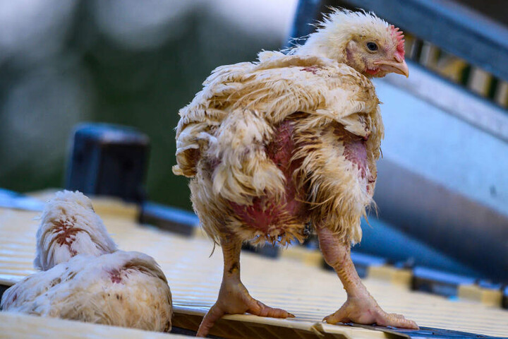 Ein Huhn steht auf einem Transportkäfig.