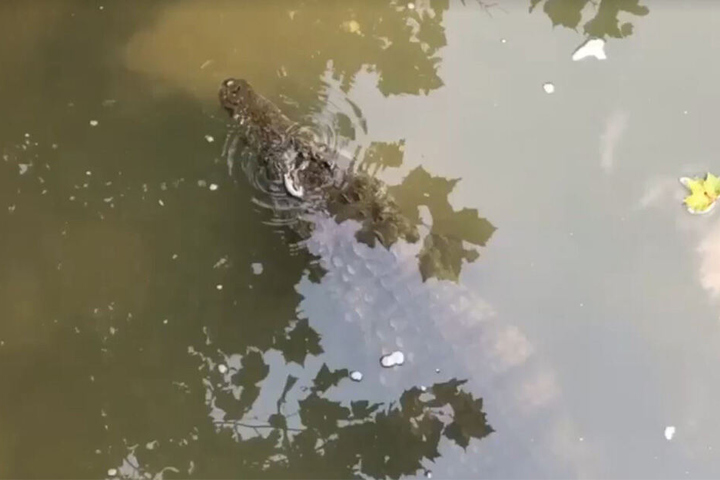 Das Krokodil kam immer näher.