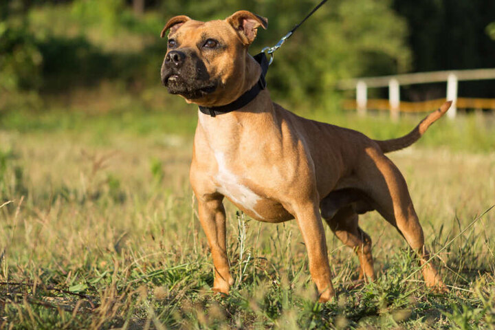 Eigentlich waren die Beamten auf der Suche nach einem gefährlichen Hund. (Symbolbild)