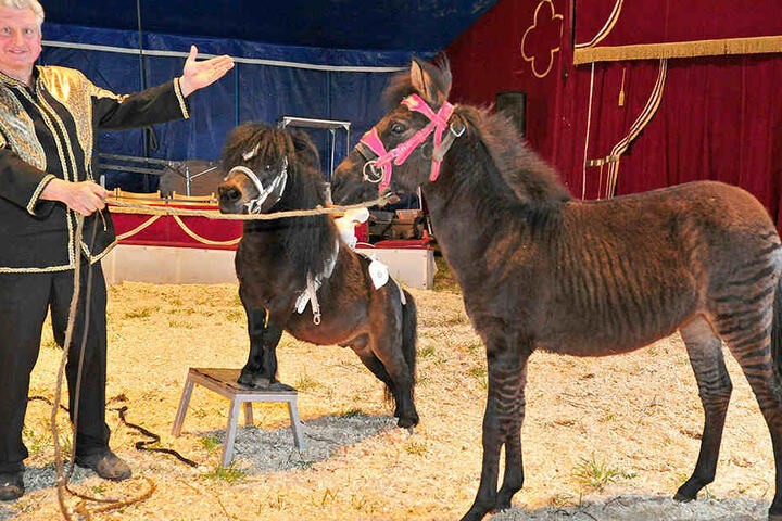 Zirkusdirektor Hardy Weisheit möchte das Tier am Wochenende erstmals in der Manege präsentieren.