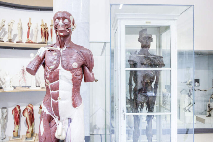 Viele der täuschend echten Anatomie-Exponate sind historisch wertvoll. Rechts im Schrank die Mumie.