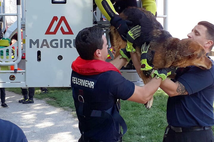 Die Rettungskräfte der Feuerwehr konnten den Vierbeiner mit einer Drehleiter aus der Isar retten.