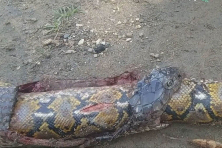 Kobra gegen Python. Am Ende waren beide tot.