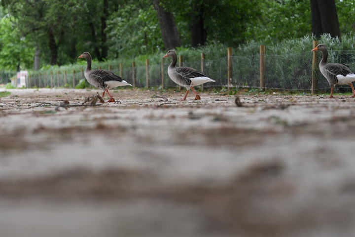 Ob die angelegte Hecke die Nilgänse von der Liegewiese fernhält? Fraglich.