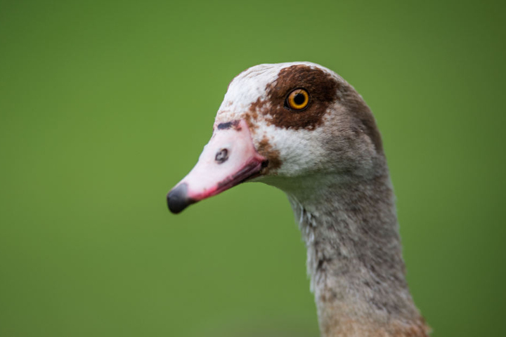 Die Nilgans stammt aus Afrika und verbreitet sich hier immer mehr.