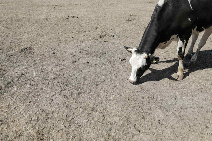 Auch schon 2018 kam es zu Problemen in Sachsen. Nutztiere hatten kaum noch Futter. (Archivbild)