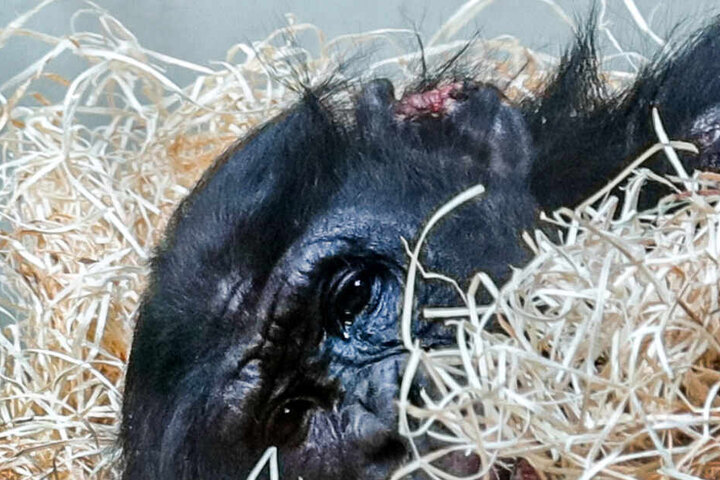 Die Bilder des verletzten Bonobos hatten viel Aufmerksamkeit erregt-