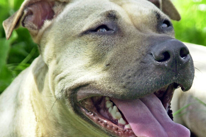 Die Hunde gehören zur Rasse "American Staffordshire Terrier".