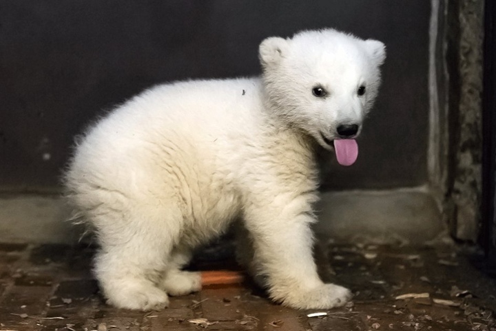 Eisbär Fritz wurde vor knapp vier Monaten im Berliner Tierpark geboren.