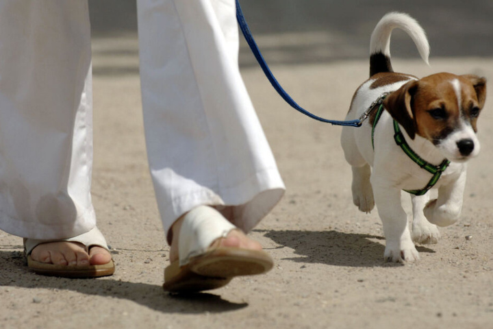 Der Jack-Russel-Terrier kehrte wohlbehalten zu seinem Besitzer zurück. (Symbolbild)