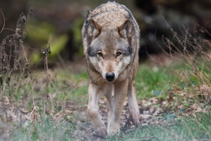 Die Wölfe breiten sich in Deutschland wieder aus. Dieser hier lebt allerdings in einem Wolfsgehege.